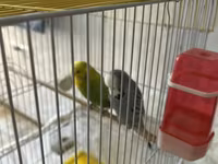 Təmiz qan Çex tutuquşuları satılır 🦜 Quşlar çox sağlam, aktiv və — zdjęcie 3