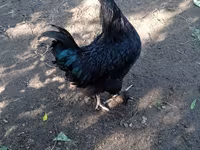 Chickens — foto 4