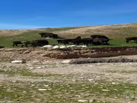 Baran, Owce — zdjęcie 2