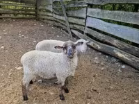 แกะตัวเมีย, White Suffolk sheep — รูปภาพ 3
