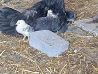 Sebright — foto 4