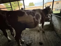 گاو ماده, Latvian Blue cattle — عکس 4