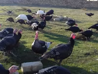 Chickens — الصورة 3