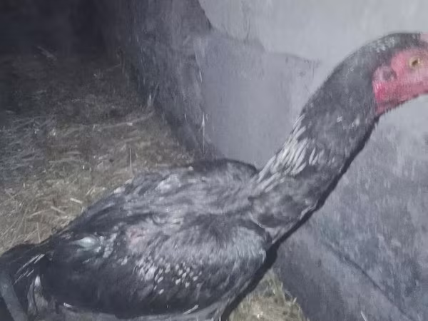 Chickens