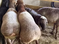 Biri-biri (lot, jantina tidak dinyatakan), Arashan sheep — foto 8