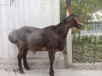 Carneiro, Arashan sheep — foto 4