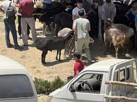 Ram, Sheep — photo 2