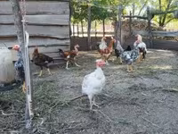 Chickens — foto 5