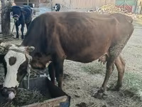 Kuh, Simmental cattle — Foto 1