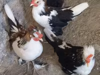 Japanisches Bantam — Foto 5