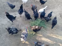 Chickens — الصورة 2