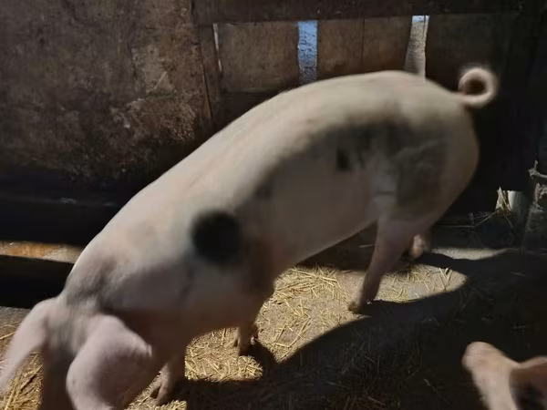 Doofaar dhaddig, Pigs