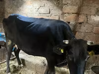 Lembu betina, Cattle — foto 2