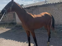 Kůň, Horse breed — foto 4