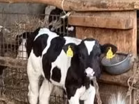 Бик, Russian Black pied cattle — снимка 1