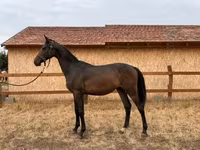Hengst, Hungarian horse breed — Foto 1