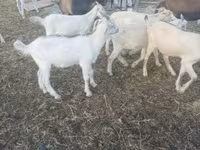 بز ماده, Saanen goat — عکس 1