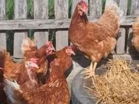 Chickens — fotografija 4