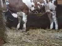 گاو نر, Simmental cattle — عکس 3