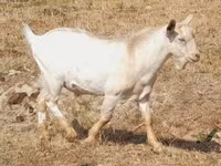 بز ماده, Nubian Goat — عکس 5
