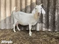 Kozioł, Saanen goat — zdjęcie 3