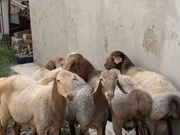 Ram, Sheep — Kyrgyzstan