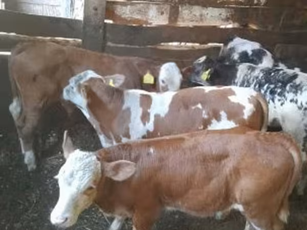 Lembu jantan, Simmental cattle