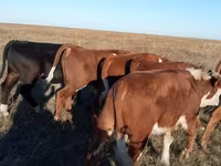 Boğa, Simmental cattle — foto 1