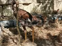 Chickens — foto 4