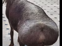 Kambing jantan, Sheep — foto 1