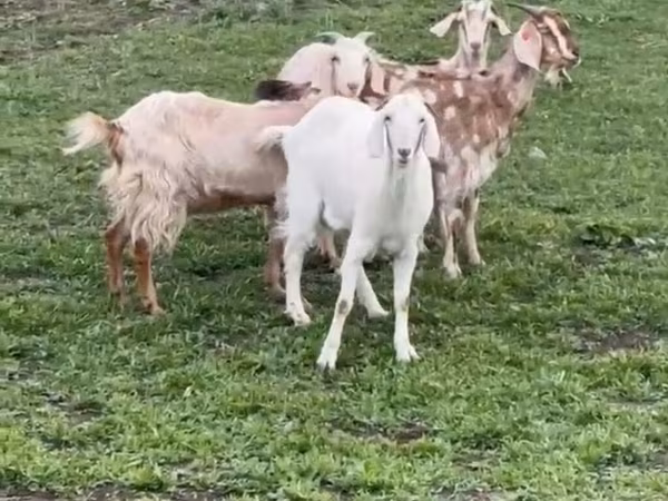 Goat, Nubian Goat — Kyrgyzstan
