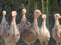 Turkeys — Foto 1