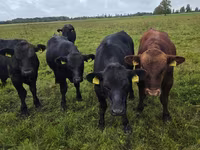 Boğa, Aberdin Angus — foto 4