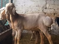 Vædder, Arashan sheep — foto 2