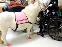 Kuda betina, Miniature horse — foto 5