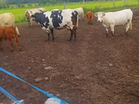 Lembu betina, Charolais cattle — foto 3