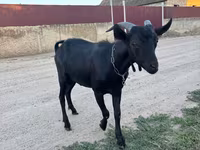 Bak, Murcia-Granada goats — 2. fotó