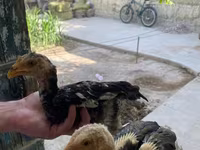 Chickens — عکس 2