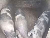 Babi betina, Pigs — foto 1