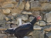 Chickens — foto 3