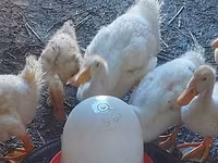 Ducks — foto 1
