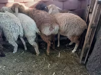 Cavallo, Cavalli — foto 3