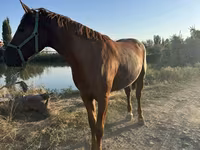 Caballo, Russian Don — foto 3