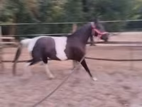 Faras dhaddig, Appaloosa — sawirka 2