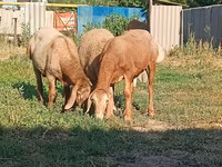 የጎትት አውራ በግ, Arashan sheep — ፎቶ 4