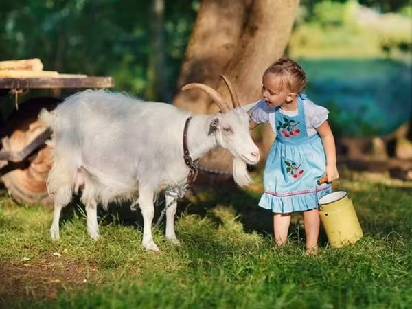Kambing betina, Goats