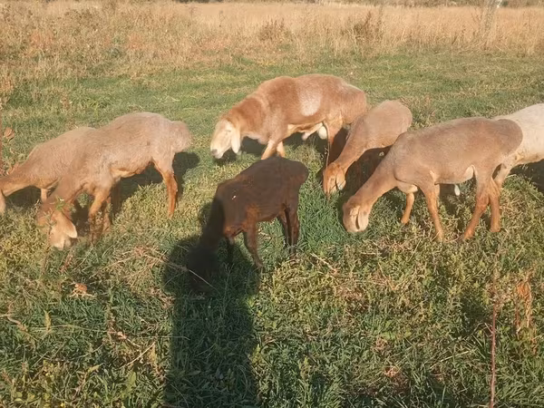 Ovelha, Ovelhas