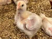 Chickens — 사진 3