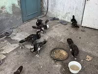 Ducks — foto 3