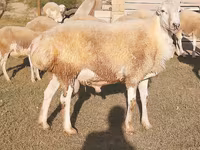 วัวตัวผู้, Russian Black pied cattle — รูปภาพ 1